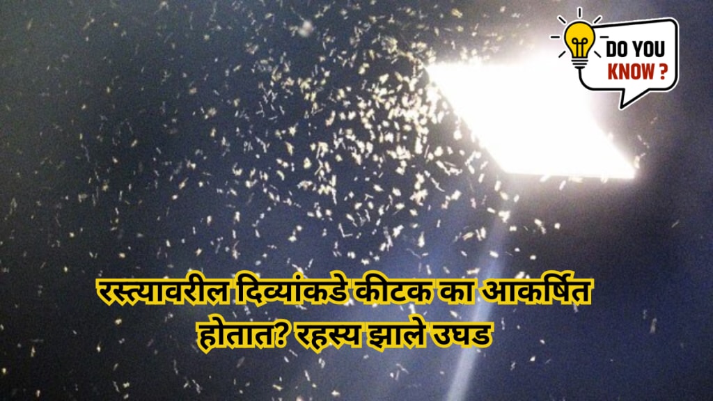 Revealed The mystery of why insects flock to lights and how to keep them away