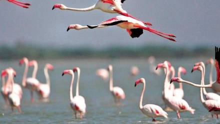The Jewel of Navi Mumbai area along Palm Beach is also seeing a surge in flamingos