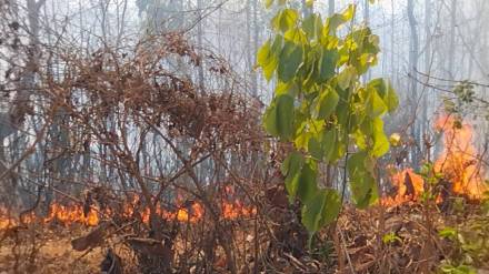 Man made fires are causing extensive damage to forest resources in Kasa Palghar district