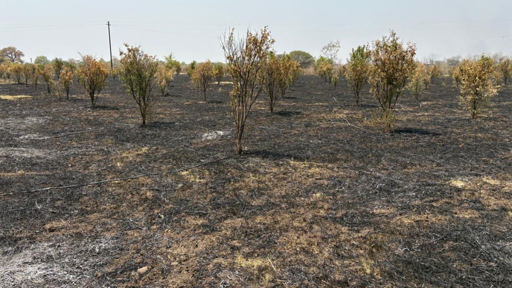 1300 trees of farmer Rannaware at Jamgarh near Kondhali on Amravati highway were burnt in a fire Loss of Rs 20 lakhs 1300 trees of farmer Rannaware at Jamgarh near Kondhali on Amravati highway were burnt in a fire Loss of Rs 20 lakhs