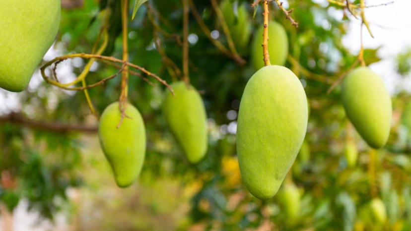 How To Plant Mangoes In Summer