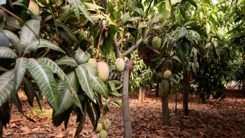 How To Plant Mangoes In Summer