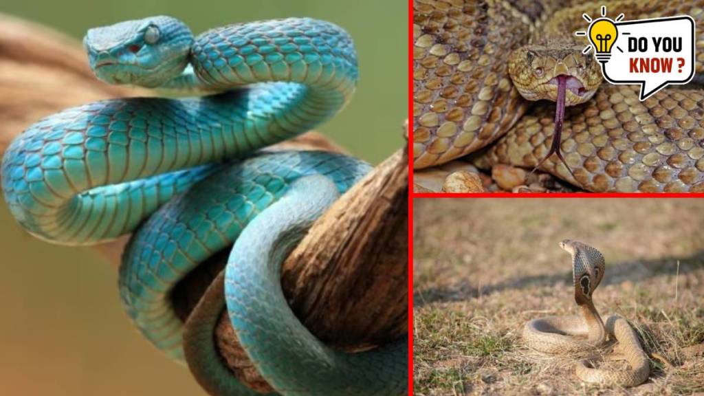 6 of the most venomous snakes on the planet