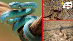 6 of the most venomous snakes on the planet