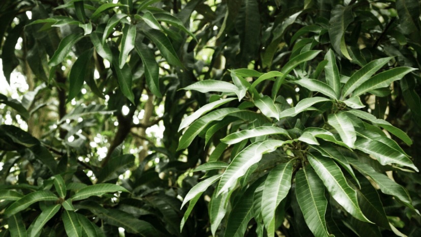 How To Plant Mangoes In Summer