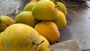 Alphonso mango other types of mango and taste