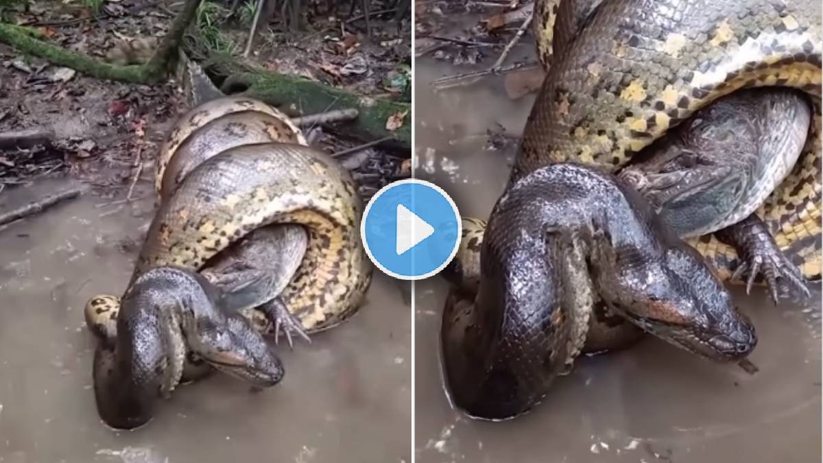 Anaconda Crocodile Fight Viral Video extreme battle between big snake ...