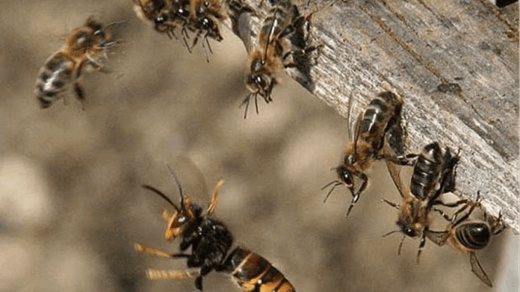Bee attack during funeral Javali Satara