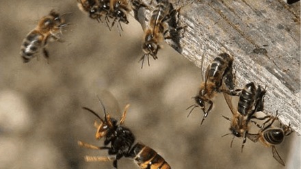 Bee attack during funeral Javali Satara