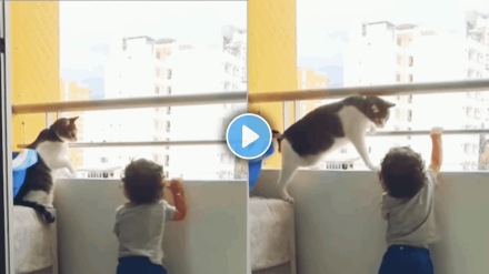 Cat helped kid falling from balcoy video viral on social media
