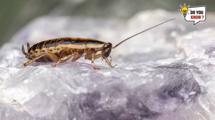 Cockroach in Kitchen