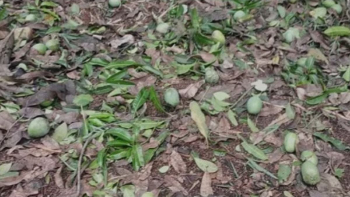 Mango Rais Heavy rains cause damage to mango fruits in Ratnagiri district ...