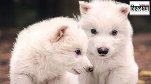 Revival of the Dire Wolf species that went extinct 12500 years ago
