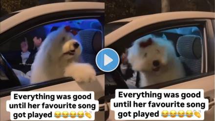 Dog cute Viral Video
