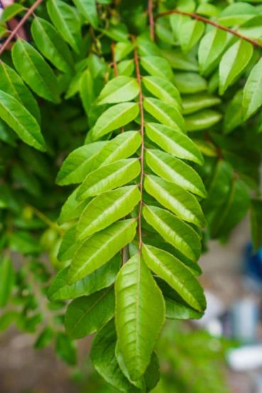 Boost Hair Growth & Stop Hair Fall Naturally with These 10 Benefits of Curry Leaves