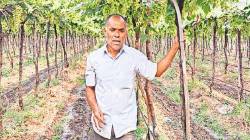 मशागतीविना शेती!