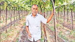 Loksatta lokshivar No till farming Farmer Ravindra Jayappa No till vineyard