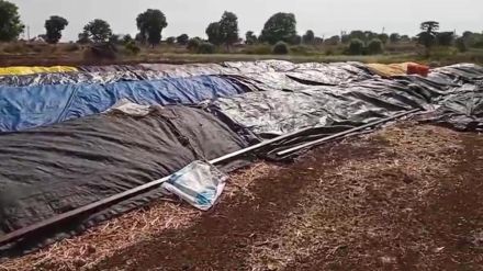Hailstorm damages onion banana orchards in Nashik and Jalgaon