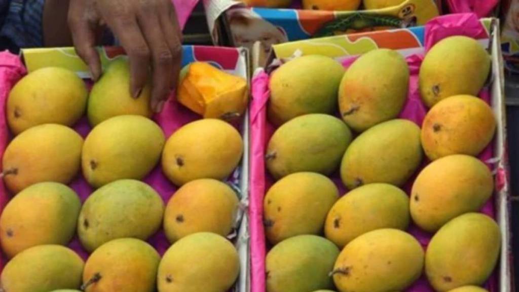 Hapus Mango GI Tag Hapus Mango GI Tag