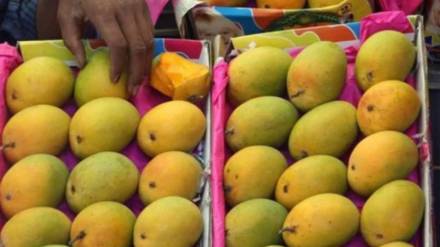 Hapus Mango GI Tag Hapus Mango GI Tag