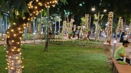 Municipality launches search operation to take action against those who nail trees and install lighting