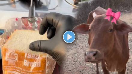 Man Feed Food To His Store First Customer Cow