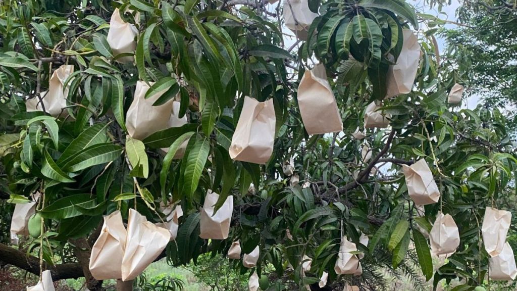 Use of paper bags to protect mangoes new experiment by farmers in the district
