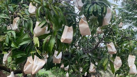 Use of paper bags to protect mangoes new experiment by farmers in the district