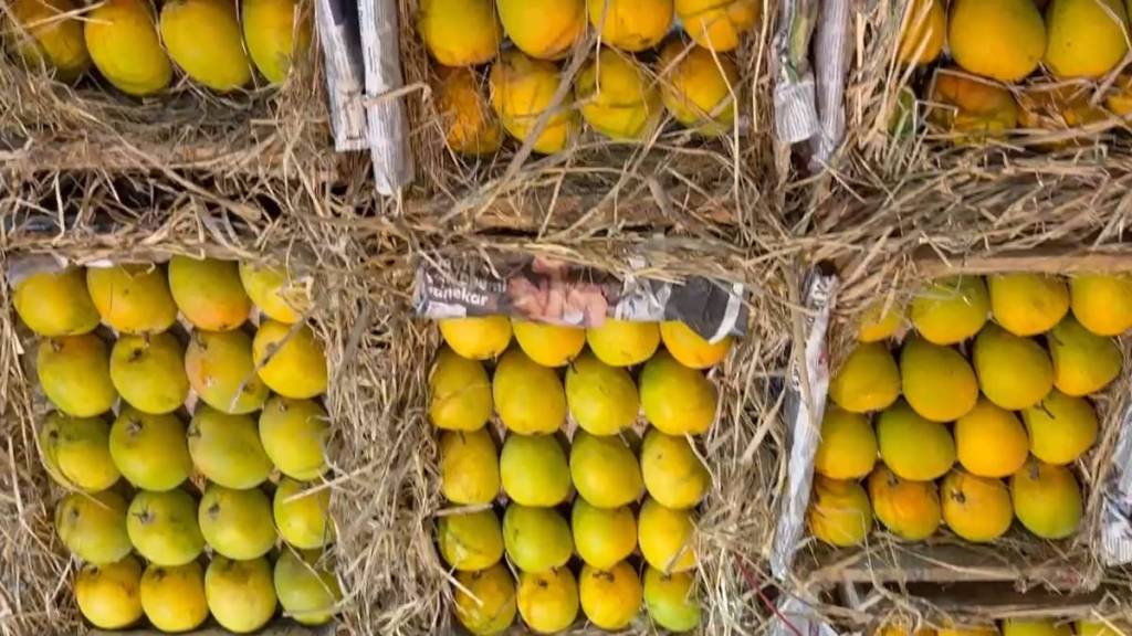 Mango in navi mumbai apmc market