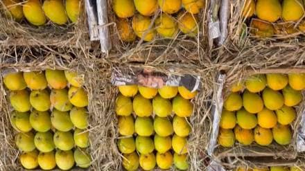 Mango in navi mumbai apmc market