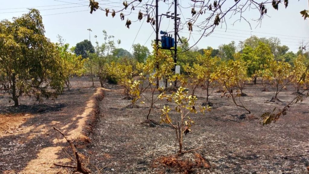 Massive fire breaks out in cashew orchard more than 500 trees burnt down