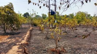 Massive fire breaks out in cashew orchard more than 500 trees burnt down