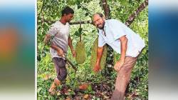 आंबा, काजूला फणसाचा पर्याय…