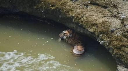 A tigress and a wild boar died after falling into a well while hunting in Chikhla village of Bhandara district