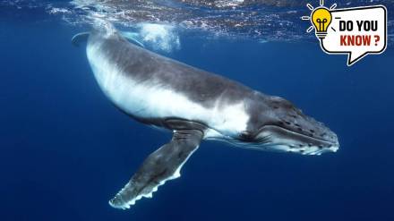 Do you know 6 animals that have unique sleeping patterns animals and thier sleep cycle special