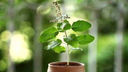 Basil plant summer care tips Basil plant summer care tips
