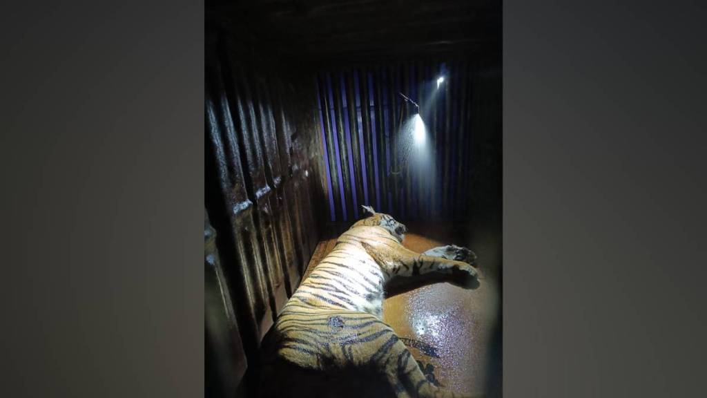 Tigress , Gorewada , Gorewada Wildlife Rescue Center,