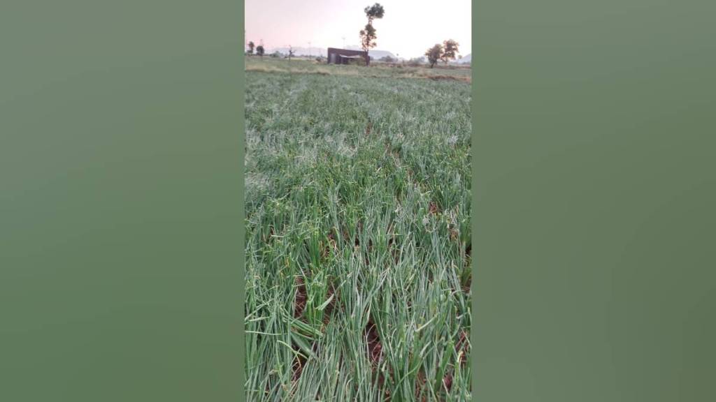 Unseasonal rain hit crops on 1297 hectares in Nashik district, onion ...