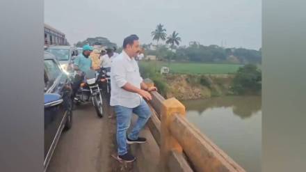 Crocodile , Krishna riverbed , Karad, loksatta news,