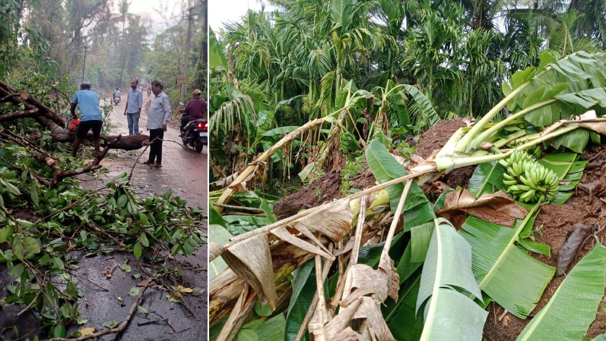 Sindhudurg: Heavy rain with strong winds in Banda; Bananas, trees fell ...