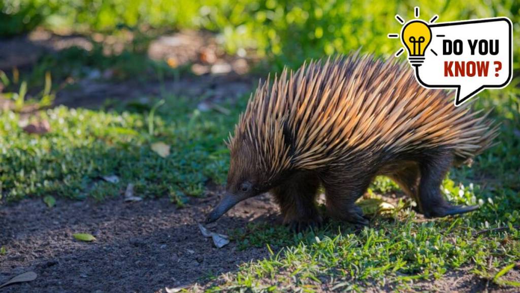 five rarest mammals in the world