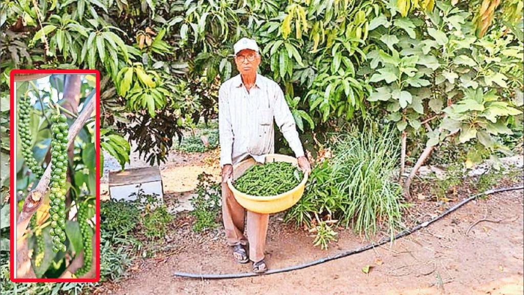 Black pepper , Black pepper cultivation, loksatta news,
