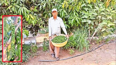 Black pepper , Black pepper cultivation, loksatta news,