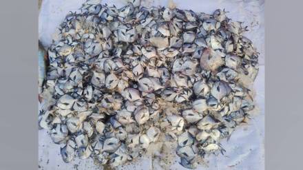 fishermen on maharashtras west coast catching silver papulet fish raising production concerns