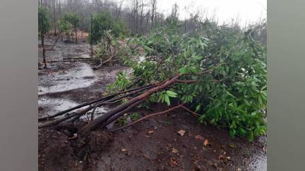unseasonal rains in wada and mokhada talukas damaged farmers homes and crops including mangoes and chiku