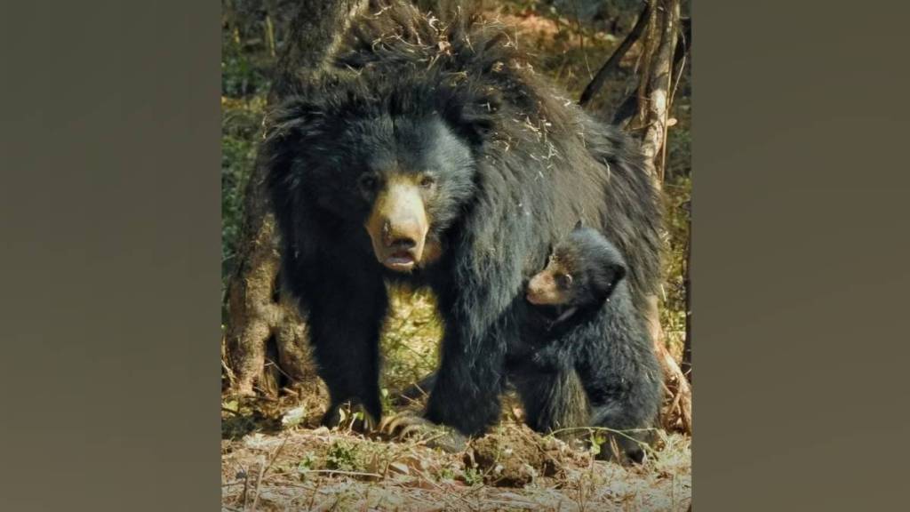 adult bear snatched grass from cub and injured them leading to leg amputation