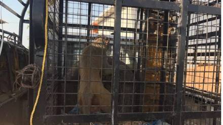 Monkey which had bitten many in Mokhada captured in trap