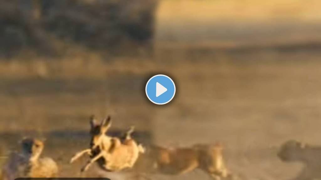 A deer hunted a cheetah jugle viral video