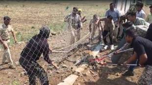 rescue operation of leopard on samruddhi highway
