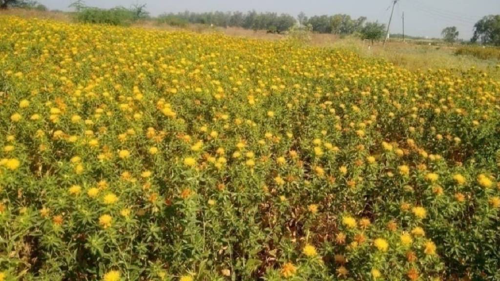 two varieties of safflower developed by vanamkrvi approved at national level